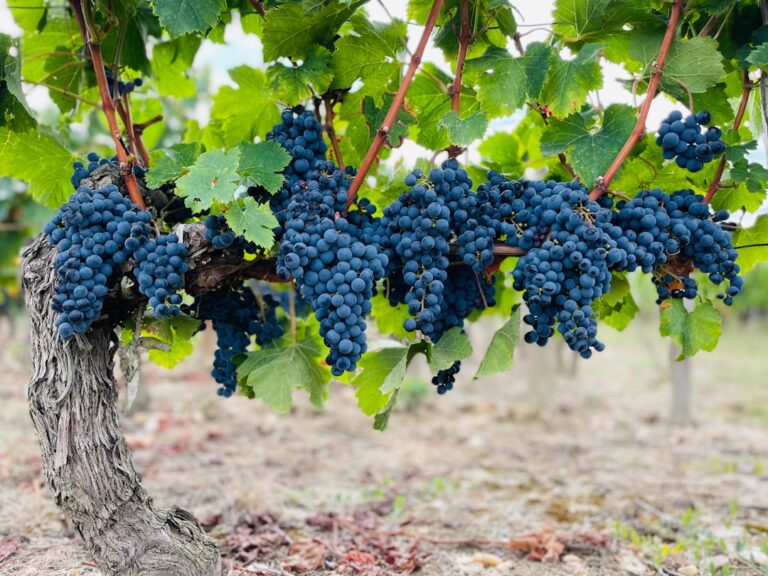 Red grapes on a vine representing resveratrol and longevity research