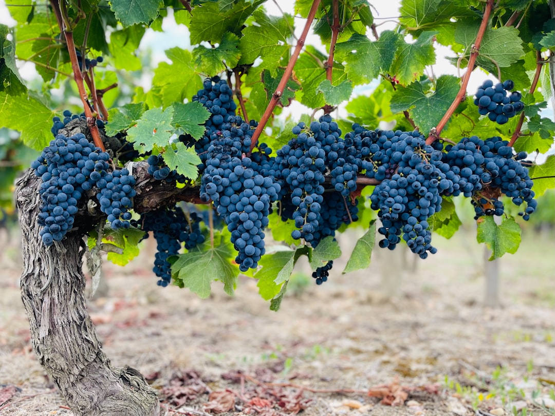 Red grapes on a vine representing resveratrol and longevity research