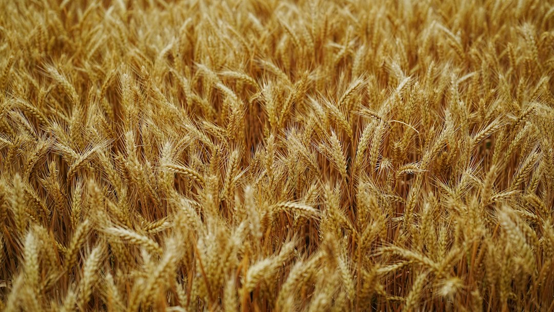A bowl of wheat germ and whole grains rich in spermidine food sources for longevity