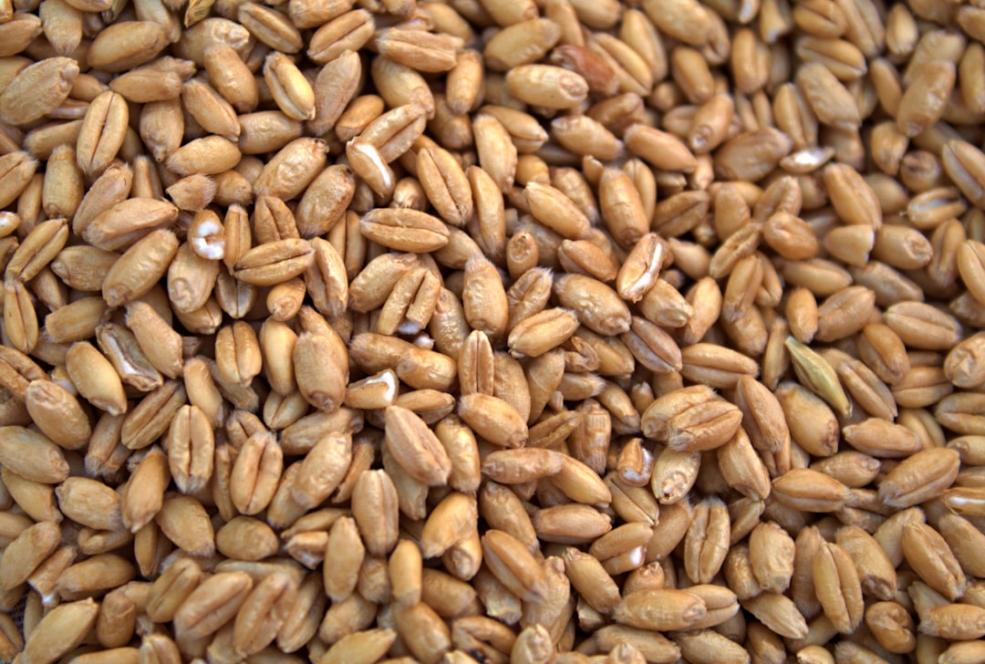 Wheat germ and whole grains in wooden bowls — top dietary sources of spermidine for longevity