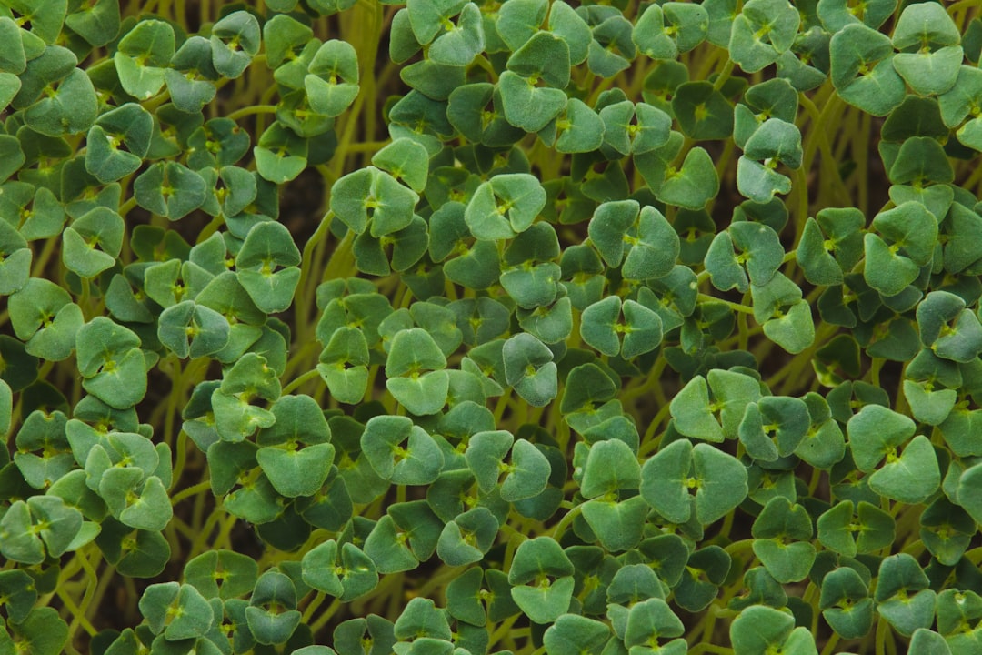 Fresh broccoli sprouts in a bowl, rich in sulforaphane for longevity and anti-aging benefits