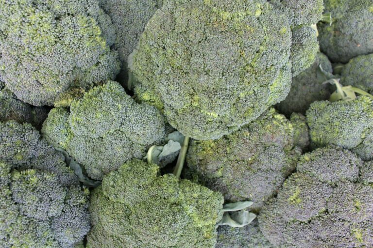 Fresh broccoli sprouts and vegetables representing sulforaphane food sources for longevity